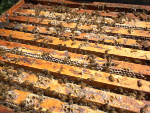 natürlicher und organischer Honig