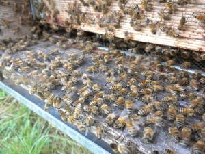 Biologisch Honig Italien