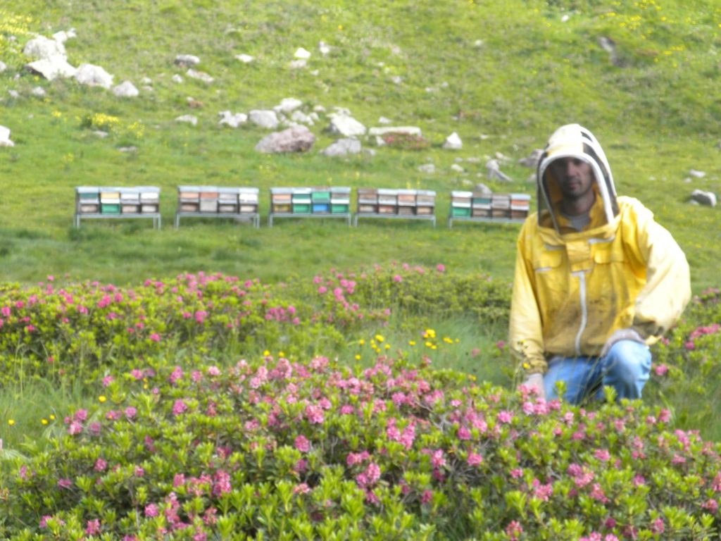 Honigbienen Vismara alpenrosenhonig
