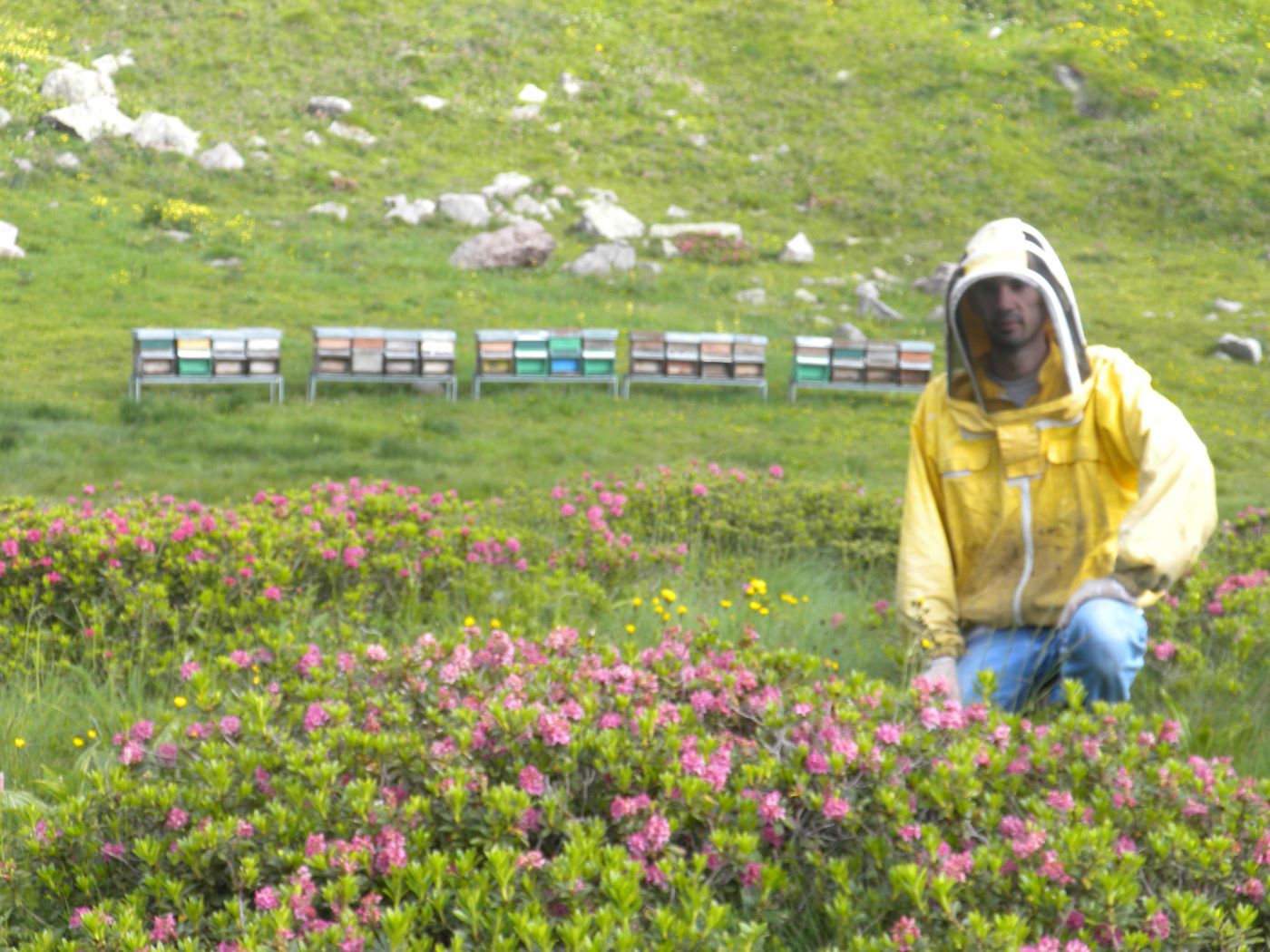 Honigbienen Vismara alpenrosenhonig