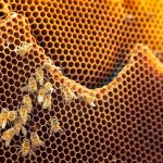 Rettet die Bienen favo